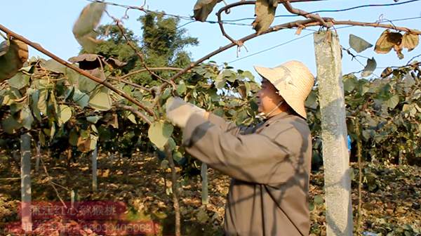 紅心獼猴桃修剪技術(shù)