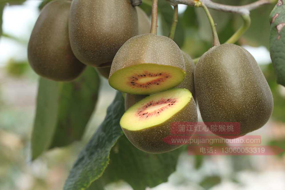 Red kiwi fruit