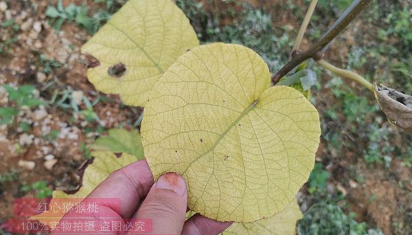 獼猴桃黃化