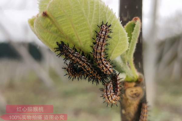 獼猴桃鱗翅目害蟲