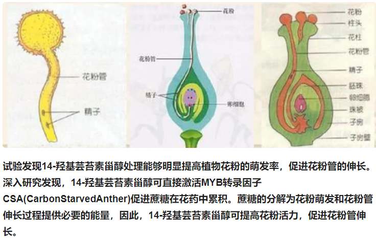 蕓苔素