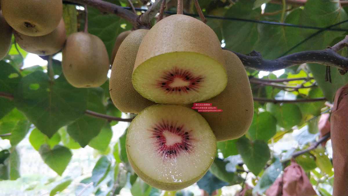 redkiwifruit