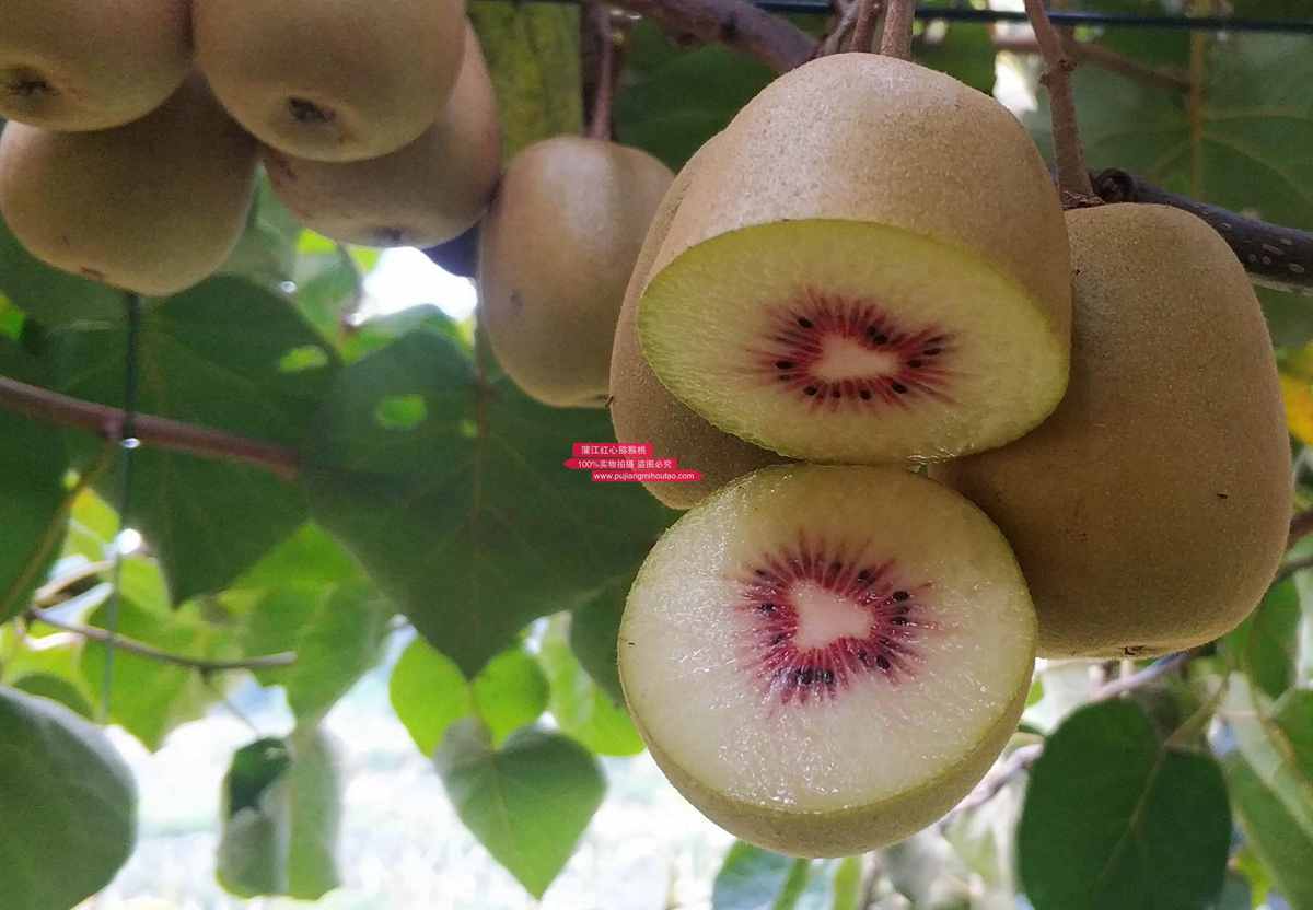 redkiwifruit