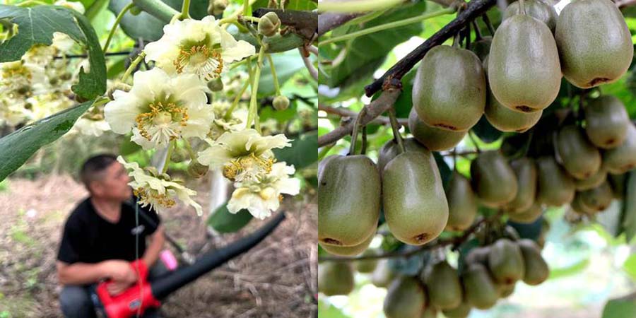 Electric air-blowing pollination machinery is used to pollinate kiwifruit