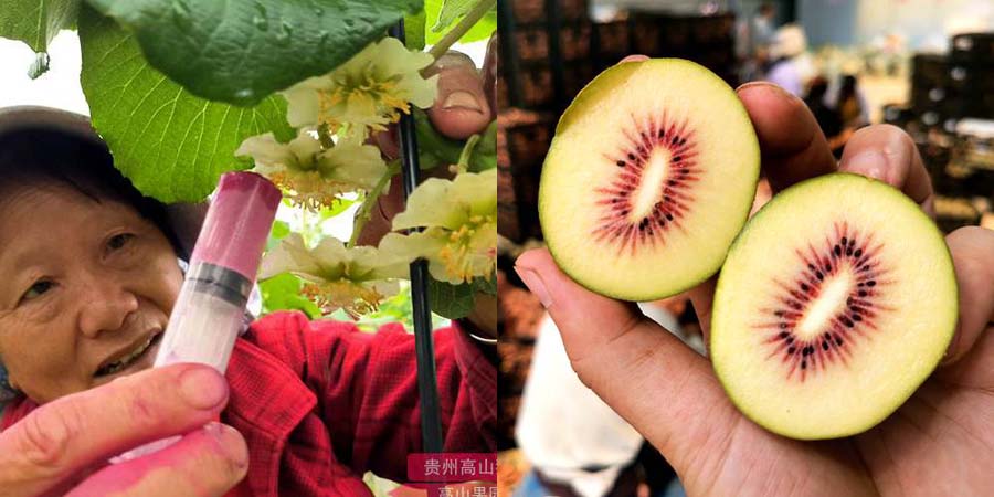 Photo of red kiwi fruit pollination