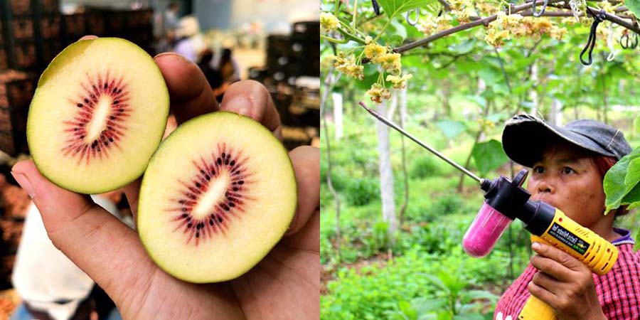 Kiwi electric pollinator