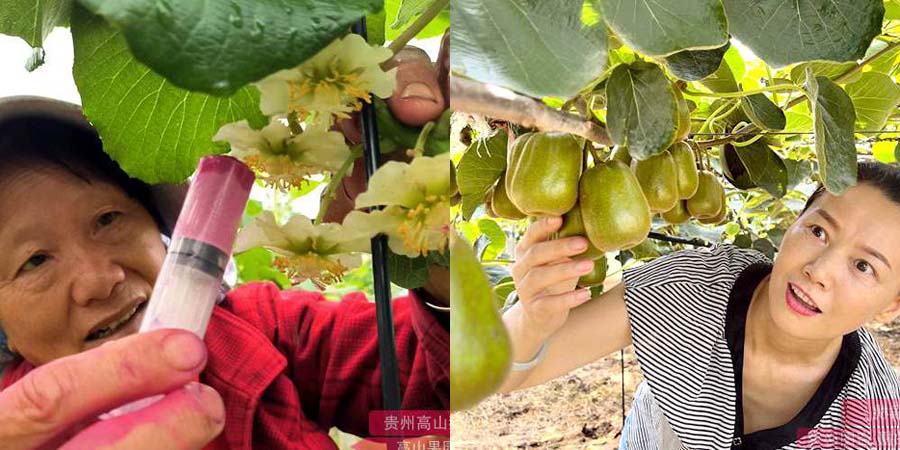 Early pollination methods for kiwifruit