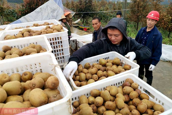 kiwifruit