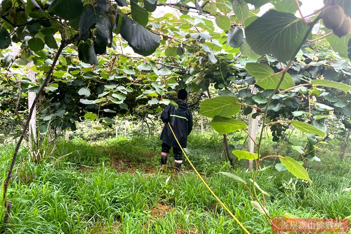 golden kiwifruit vine