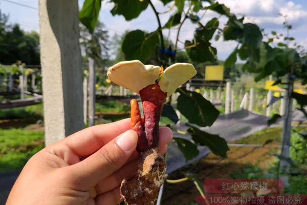 貴州遵義獼猴桃生態(tài)種植