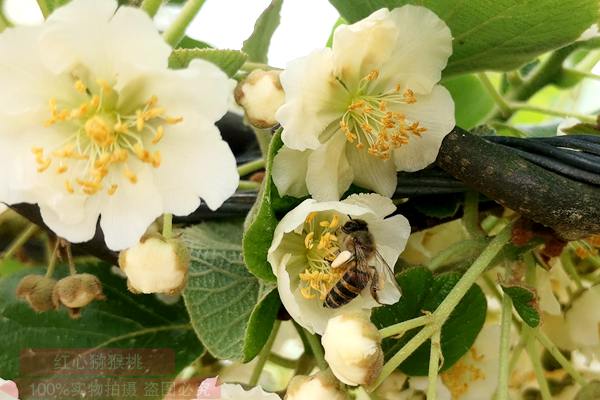 Kiwi insect pollination