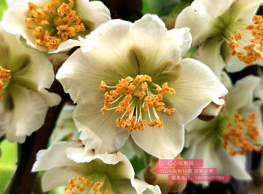 Male Kiwi fruit flower