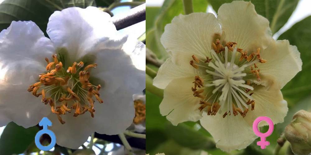 Kiwi male and female flowers