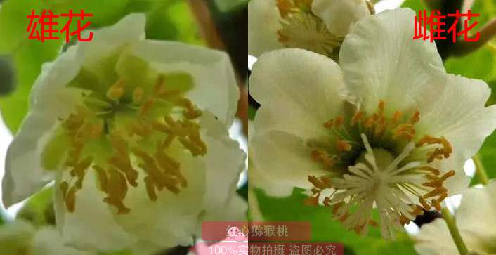 獼猴桃雄花雌花對(duì)比