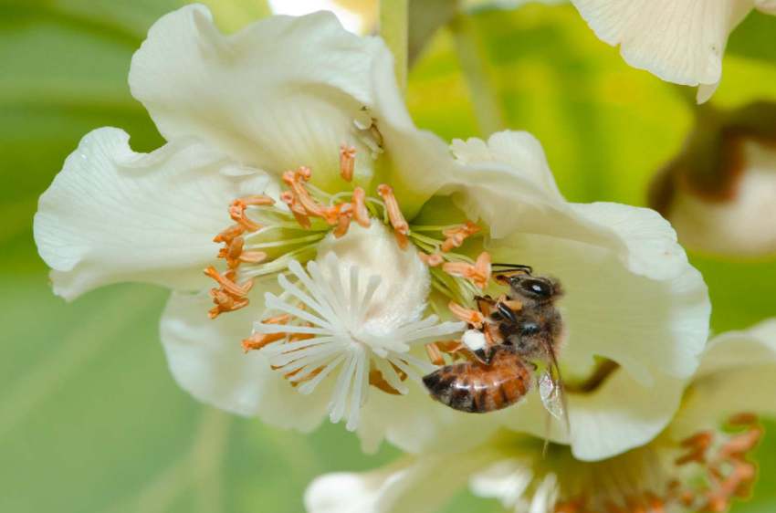 Kiwi pollination by honey bee