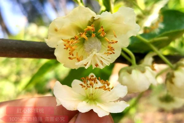 貴州播宏綠色生態(tài)獼猴桃