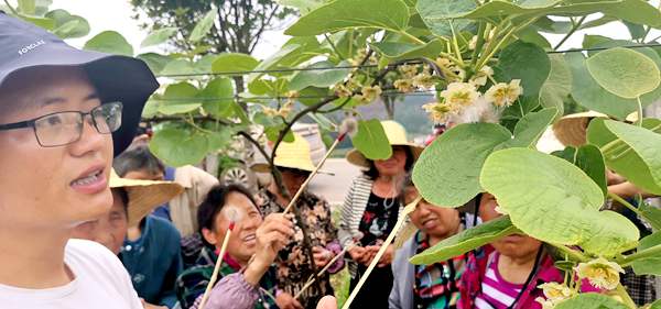 貴長獼猴桃花粉采摘