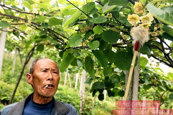 獼猴桃授粉