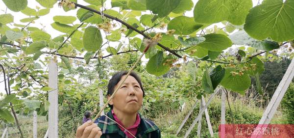 獼猴桃花粉授粉技術(shù)