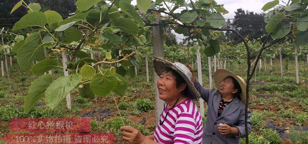 陽光金果獼猴桃花粉