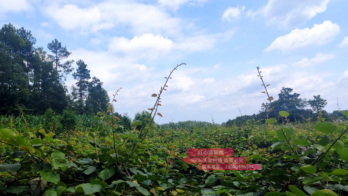 golden kiwi growing zone