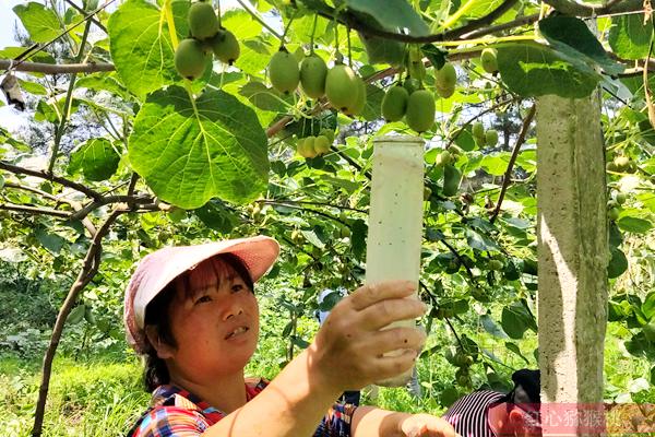 合理使用獼猴桃膨大劑不用擔心安全問題