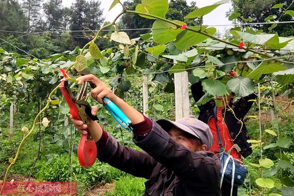 貴州獼猴桃夏季修剪