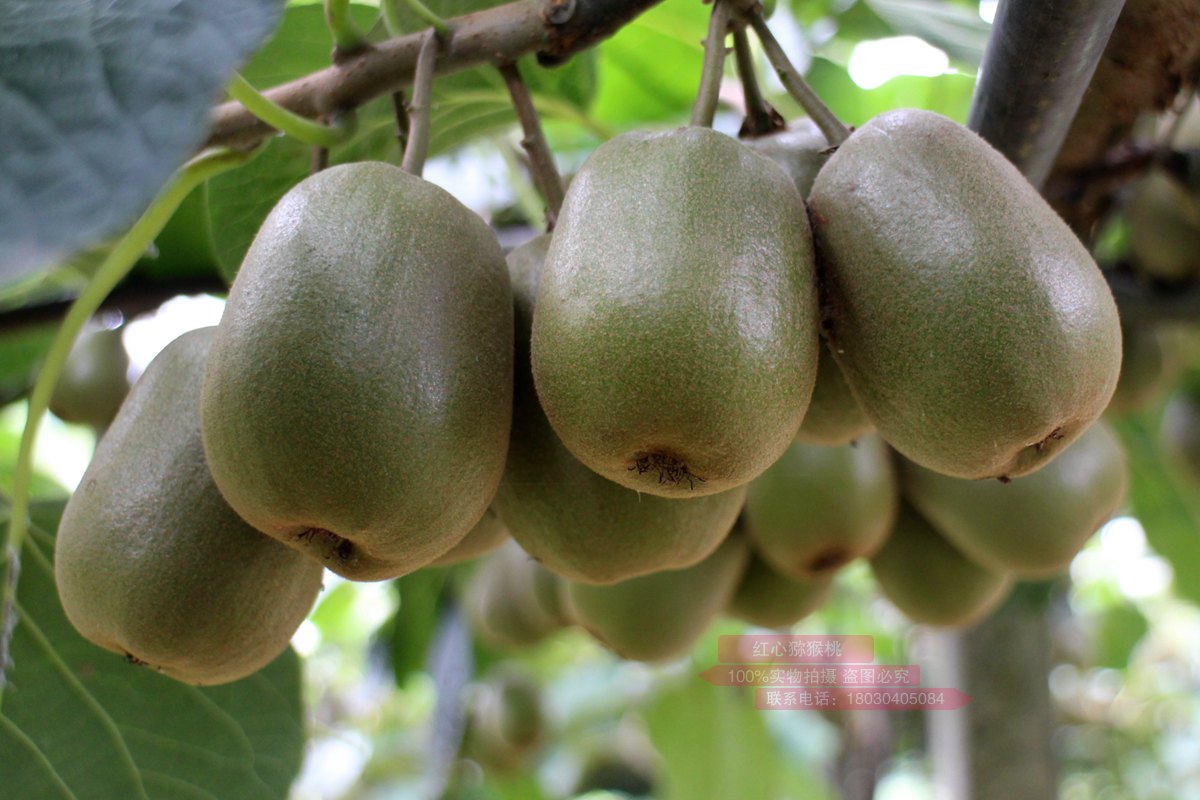 redkiwifruit vine