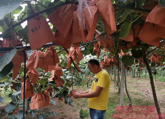 獼猴桃種植技術(shù)培訓(xùn)教學(xué)課程