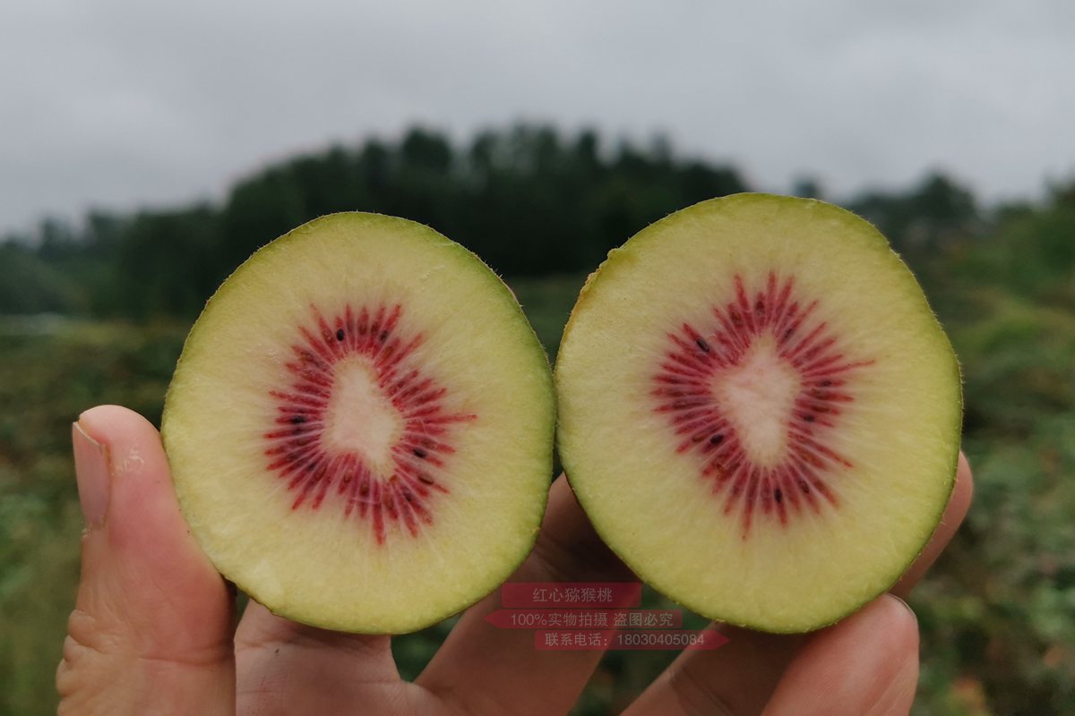 Red heart kiwifruit