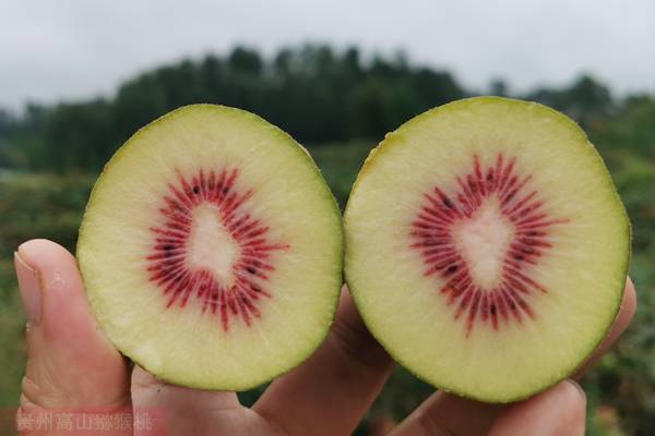 redkiwifruit