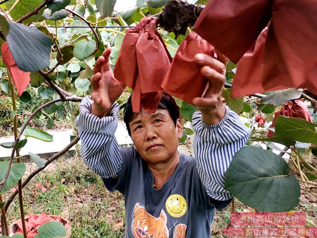 紅肉奇異果采摘