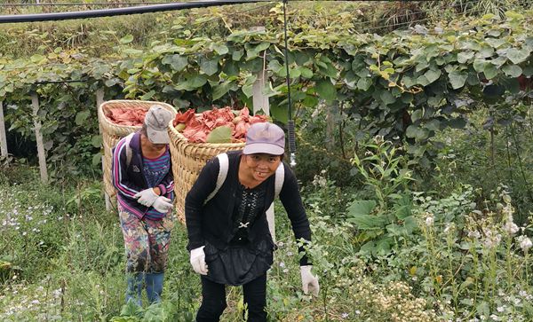 貴州貴長獼猴桃采摘