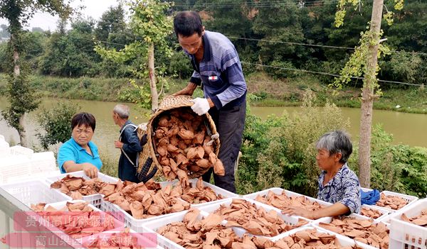 貴州貴長獼猴桃采摘