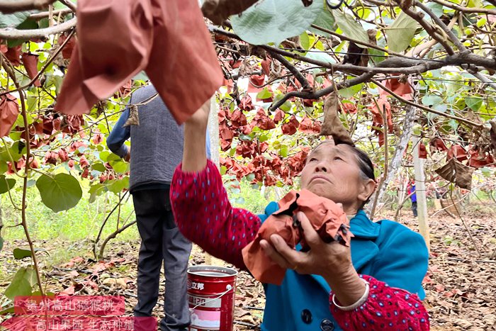 kiwifruit Orchard picking