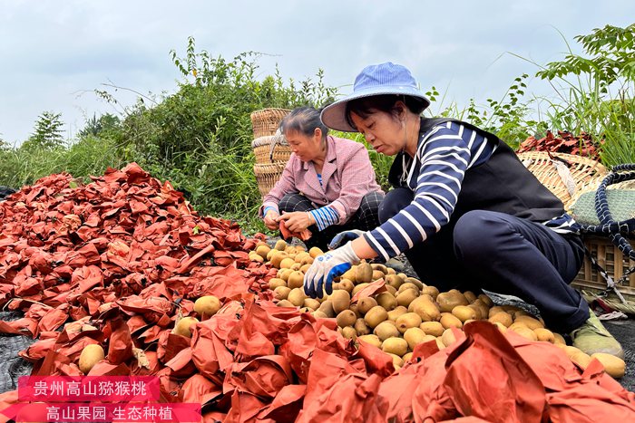 陽光金果