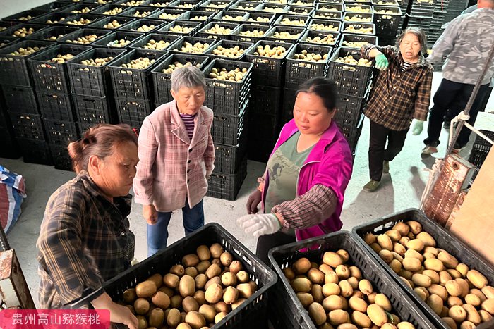 golden Kiwifruit