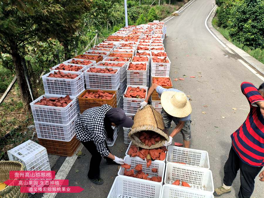 紅心獼猴桃采收現(xiàn)場