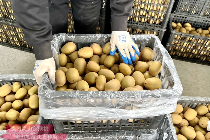 yellow Kiwifruit