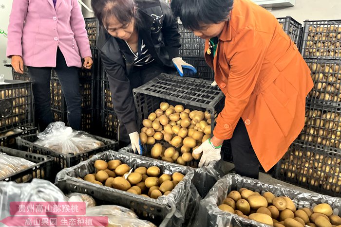 Red heart kiwifruit