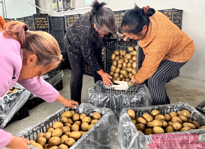 yellow Kiwifruit