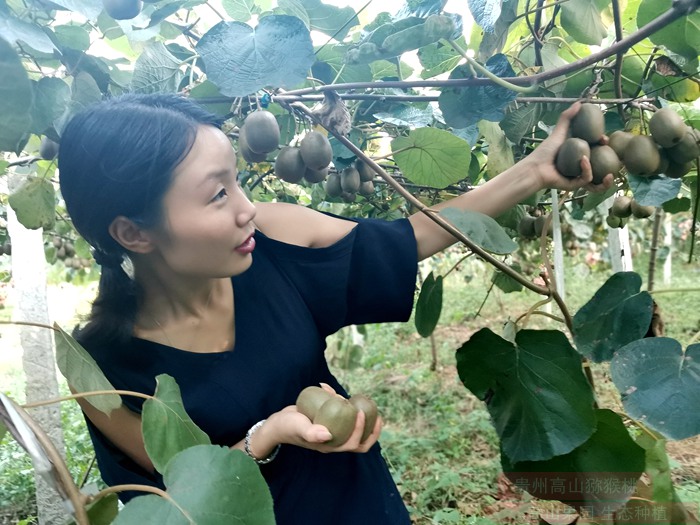 哪個(gè)牌子的獼猴桃最好吃最甜