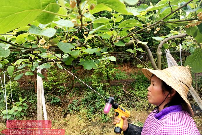 獼猴桃花粉電動授粉器