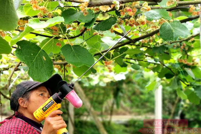 大黃蜂獼猴桃授粉用電動授粉槍