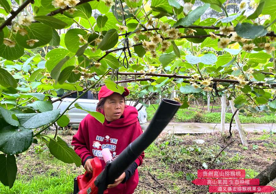 Electric kiwi pollen pollination equipment that has been widely used in recent years