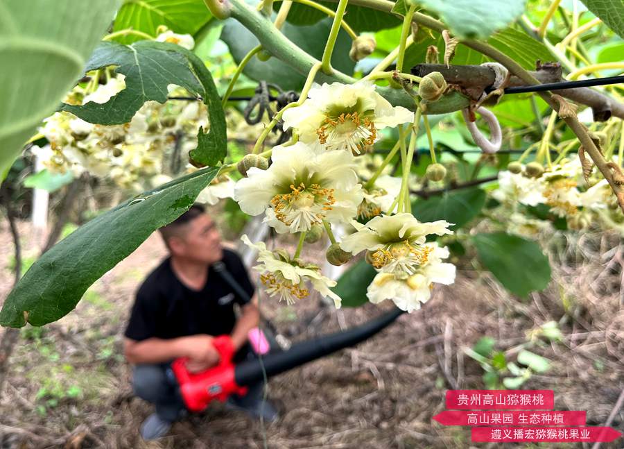 獼猴桃花粉