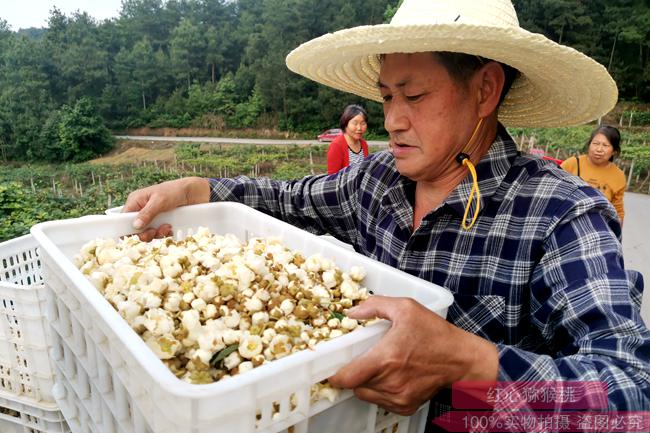 剛采下的獼猴桃鮮花