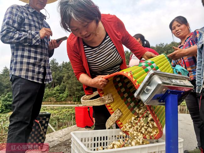 陽光金果G3獼猴桃花粉