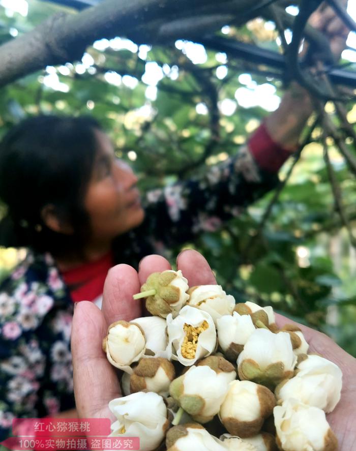 獼猴桃雄花蕾