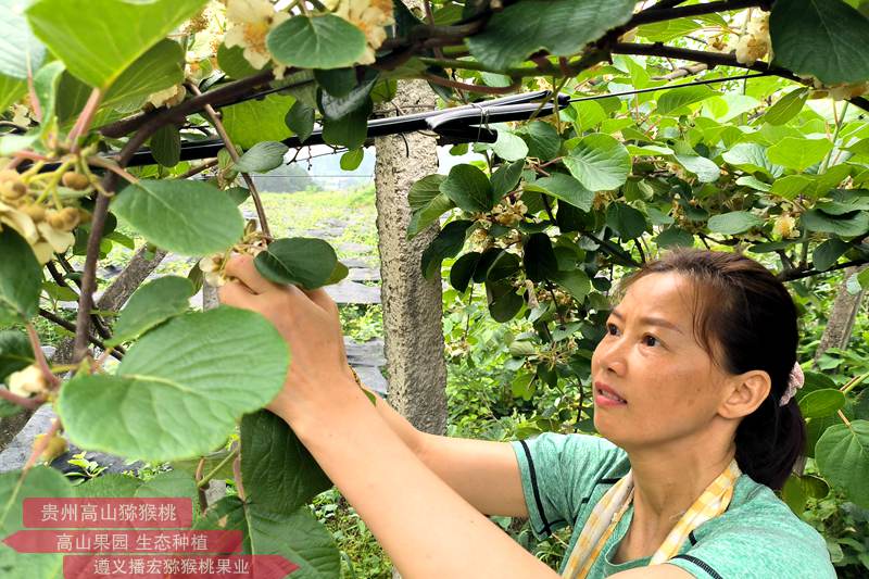 獼猴桃雄花采摘